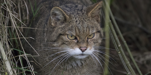 Feral cat in the wild