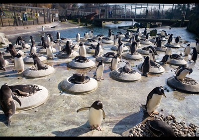 Group of gentou penguins nesting at Edinburgh Zoo