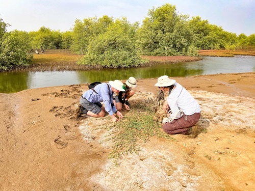 A group of people inspecting mangrove plants on the ground