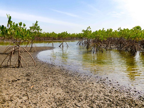 Newly planted mangroves in The Gambia