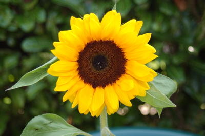 Image of a sunflower